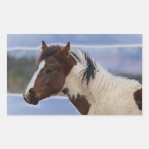 Tri-Coloured Horse Rectangular Sticker