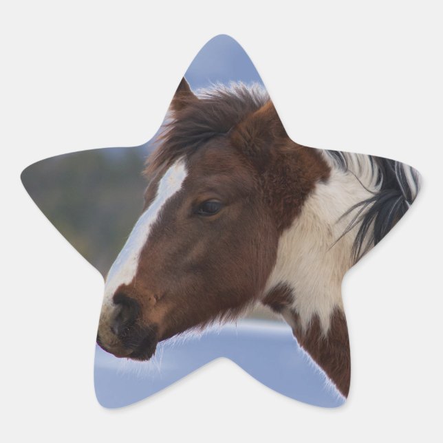 Tri-Coloured Horse Star Sticker (Front)