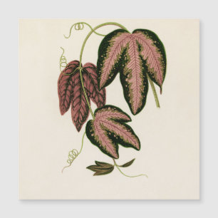 Tri-coloured Passion Vine (Passiflora Trifasciata)