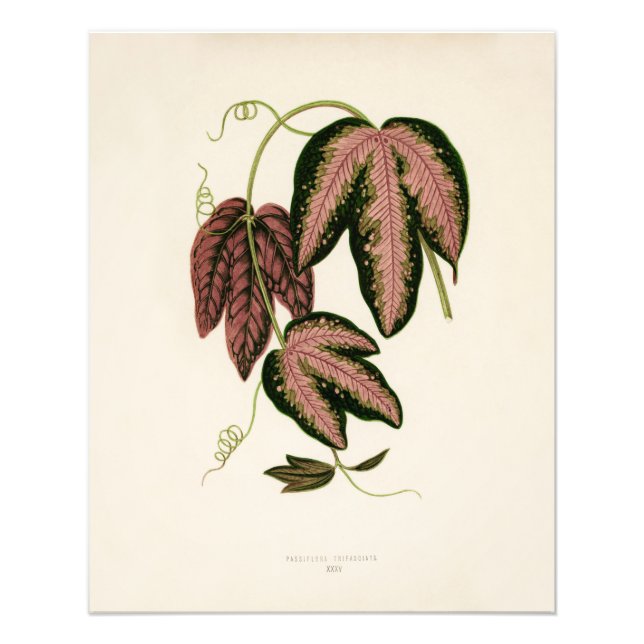 Tri-coloured Passion Vine (Passiflora Trifasciata) Photo Print (Front)