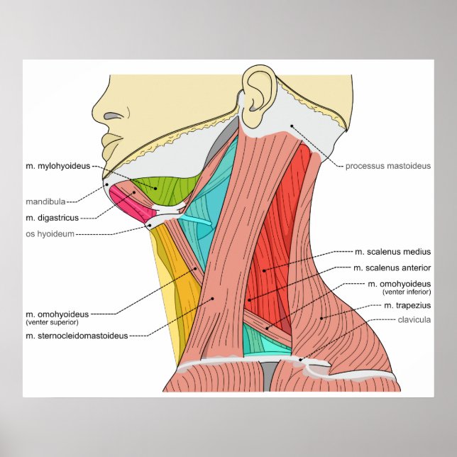 Triangles of the Neck Muscles Anatomical Diagram Poster (Front)