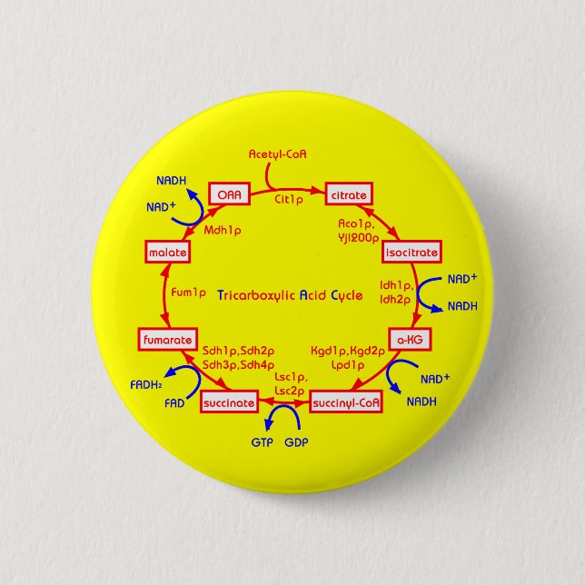 tricarboxylic acid cycle 6 cm round badge (Front)