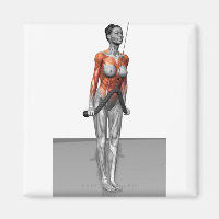 Triceps Push Downs