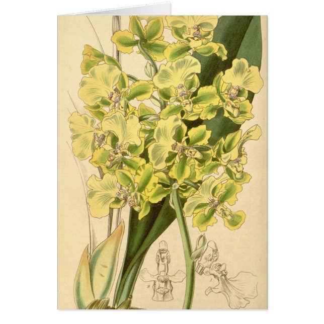 Trichocentrum bicallosum (as Oncidium bicallosum) (Front)