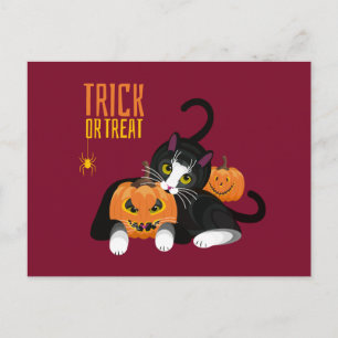 Trick or Treat halloween Cat fun Postcard