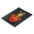 Trick or Treat Somali Cat