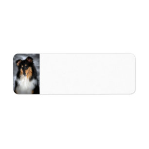 Tricolor Collie