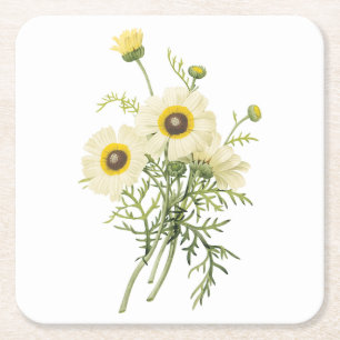 tricolor daisy(Chrysanthemum carinatum) by Redout Square Paper Coaster