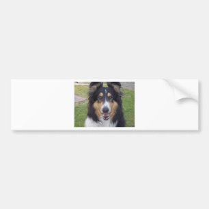Tricolor rough collie bumper sticker