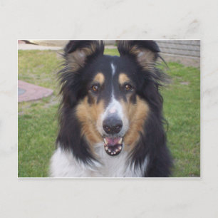 Tricolor rough collie postcard