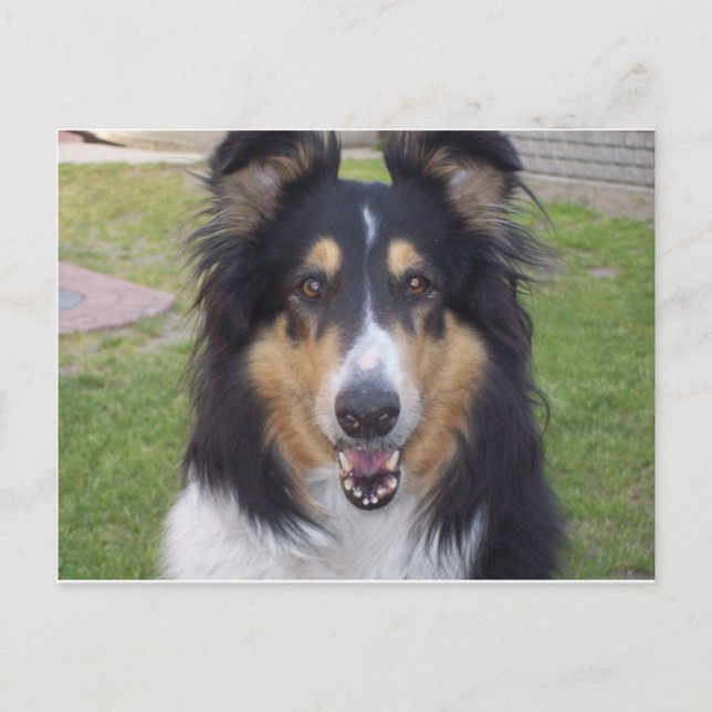 Tricolor rough collie postcard (Front)