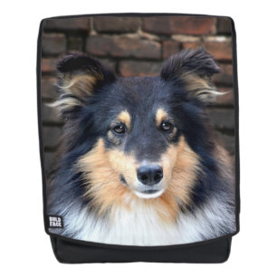 Tricolor Sheltie face Backpack