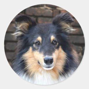 Tricolor Sheltie face Classic Round Sticker