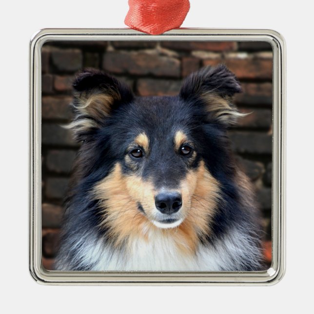 Tricolor Sheltie face Metal Tree Decoration (Front)