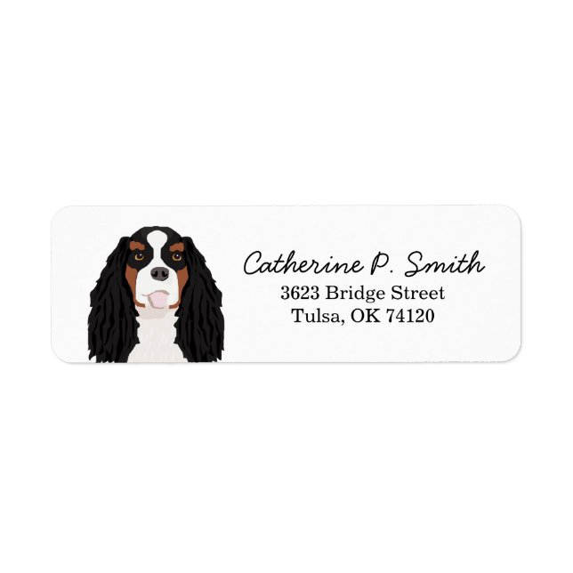 Tricolored Cavalier King Charles Spaniel Return (Front)