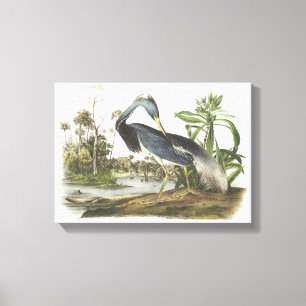 Tricolored Heron by Audubon Canvas Print