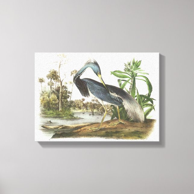 Tricolored Heron by Audubon Canvas Print (Front)