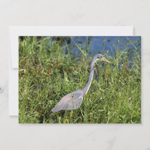 Tricolored Heron Card