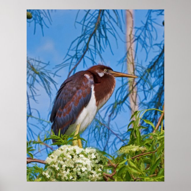 Tricolored Heron in a Tree Poster (Front)