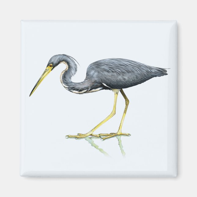 Tricolored Heron Magnet (Front)