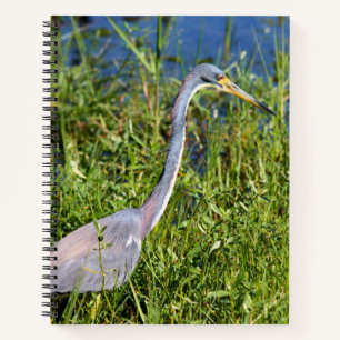 Tricolored Heron Wading In The Marsh Notebook