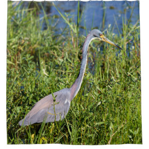 Tricolored Heron Wading In The Marsh Shower Curtain