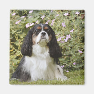 Tricolour Cavalier King Charles Spaniel on grass Magnet