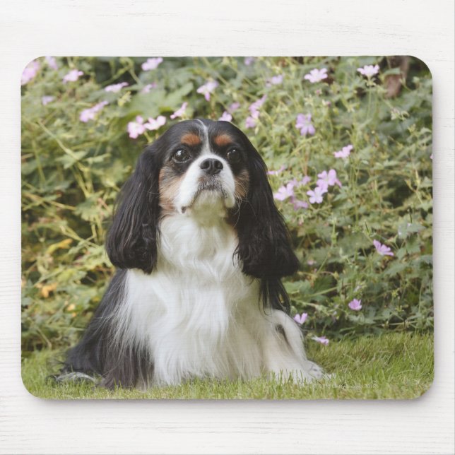 Tricolour Cavalier King Charles Spaniel on grass Mouse Pad (Front)