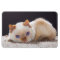Trident the Cat Magnet