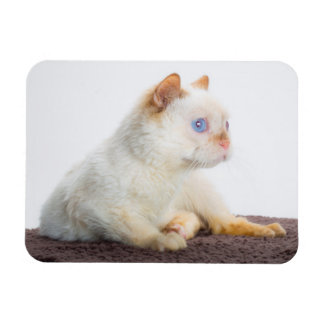Trident the Cat Magnet 02