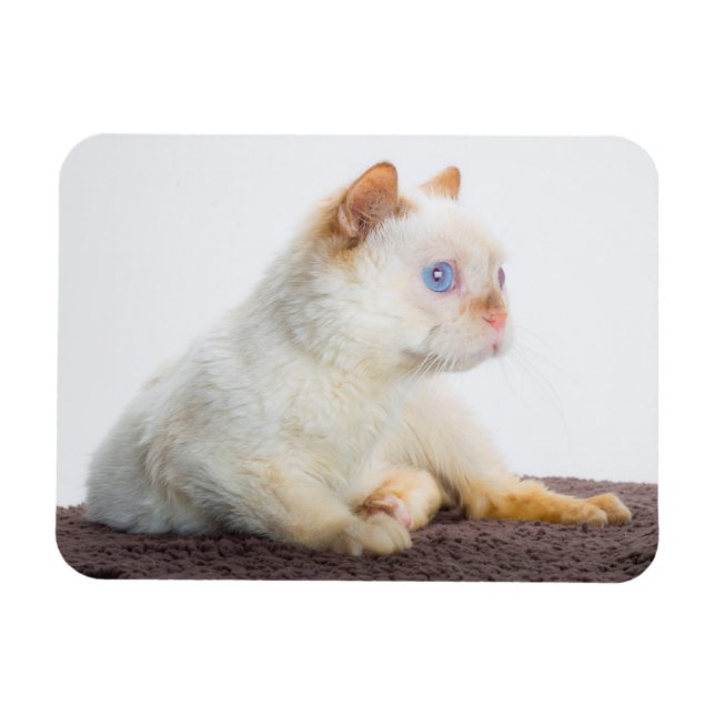Trident the Cat Magnet 02 (Horizontal)