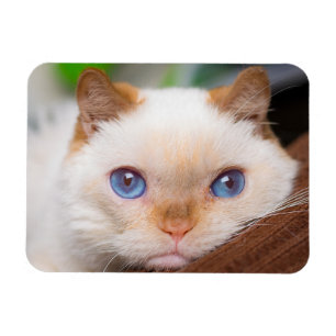 Trident the Cat Magnet 04