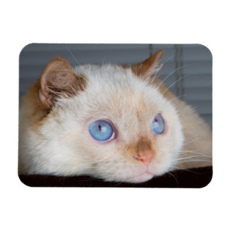 Trident the Cat Magnet 06