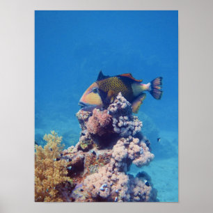 Triggerfish - Picturesque on Top of Coral Block Poster