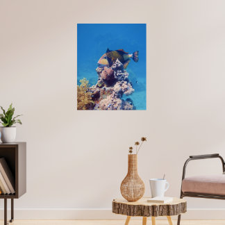 Triggerfish - Picturesque on Top of Coral Block | Poster
