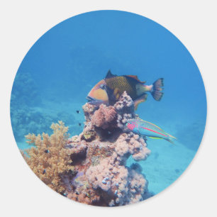 Triggerfish rests on a coral block at coral reef classic round sticker
