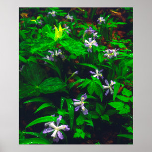 Trillium and Iris Wildflowers Poster