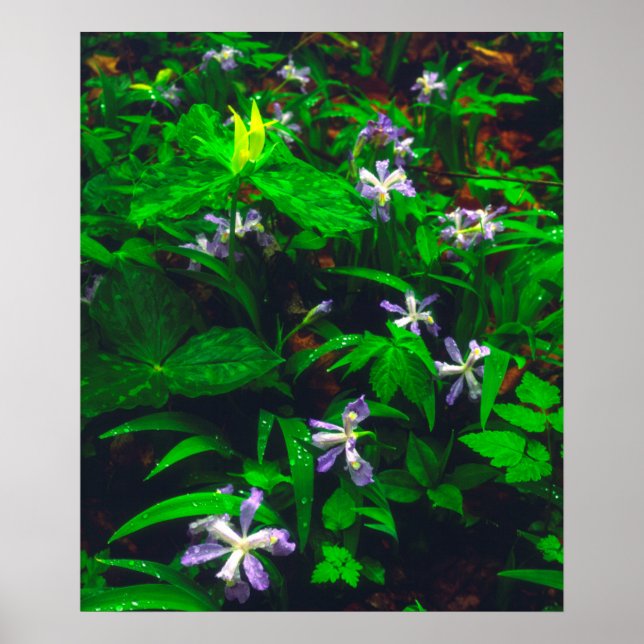 Trillium and Iris Wildflowers Poster (Front)