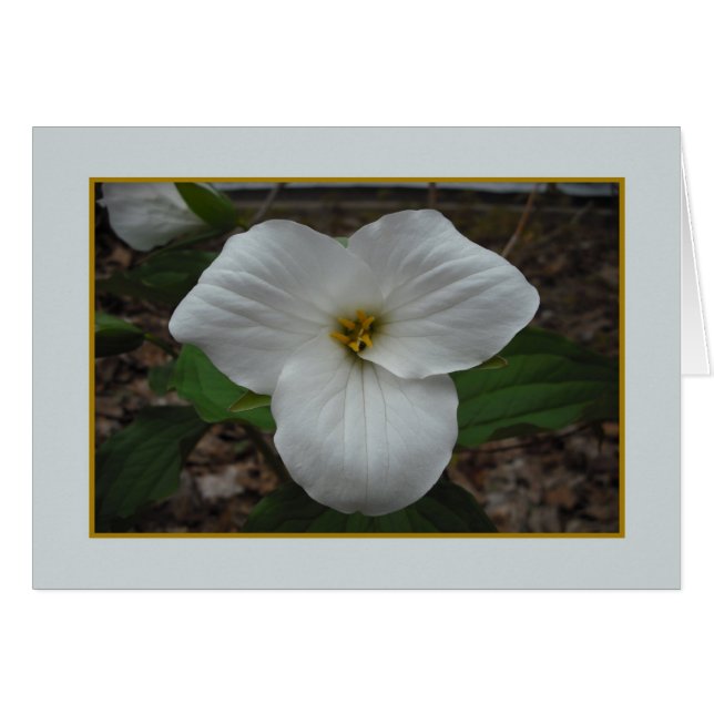 Trillium Beauty - Blank Inside (Front Horizontal)