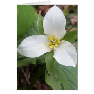Trillium Blossom