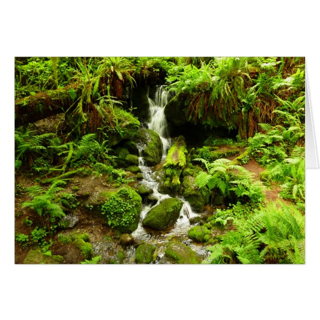 Trillium Falls at Redwood National Park (Front Horizontal)