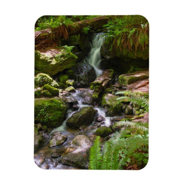 Trillium Falls Redwood National Park California Magnet (Vertical)