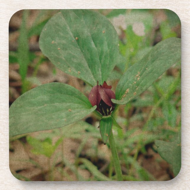 Trillium Flower Coaster (Front)
