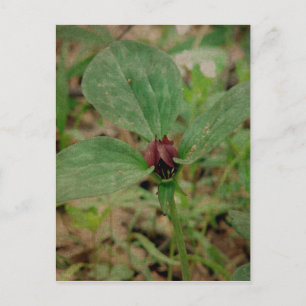 Trillium Flower Postcard