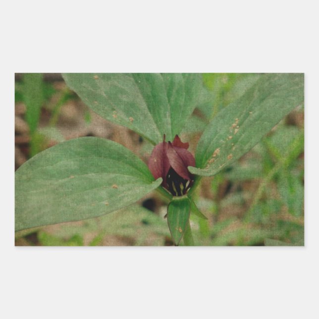 Trillium Flower Rectangular Sticker (Front)