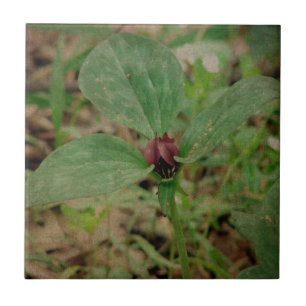 Trillium Flower Tile