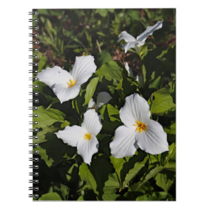 Trillium grandiflorum, Michigan's Upper Peninsula Notebook