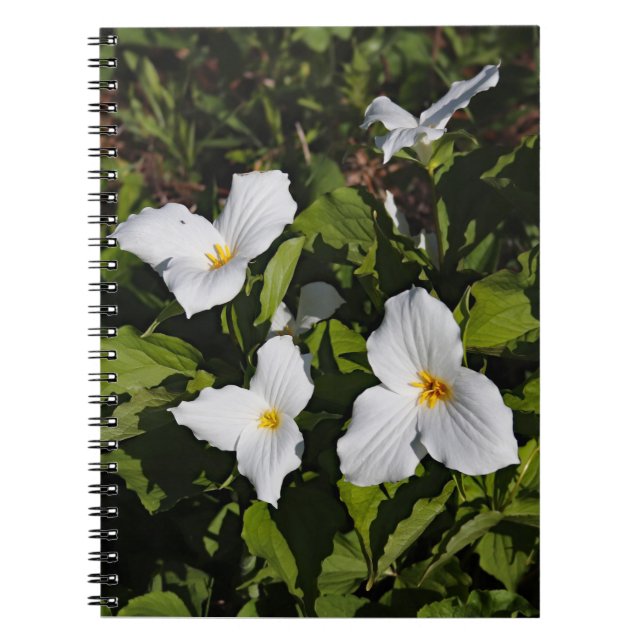 Trillium grandiflorum, Michigan's Upper Peninsula Notebook (Front)