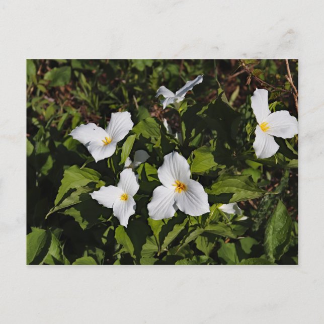 Trillium grandiflorum, Michigan's Upper Peninsula Postcard (Front)
