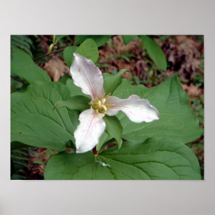 Trillium Poster